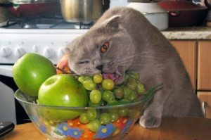 vegetarianstvo